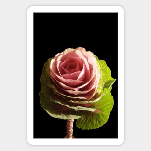 Pink Cabbage Sticker